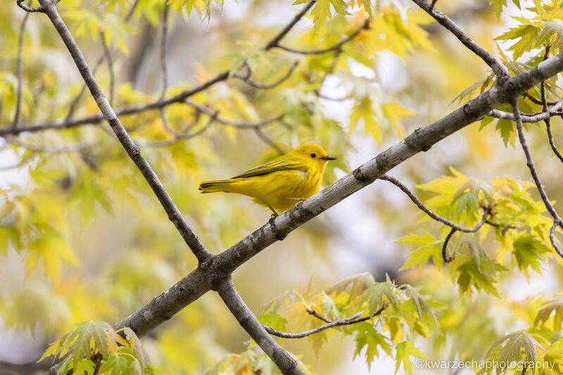 The Hunting Warbler